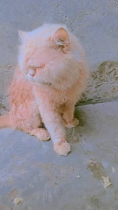 cat for sale