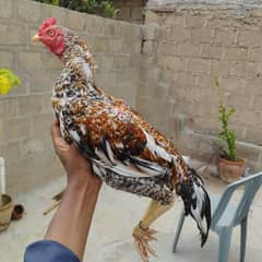 aseel male choras nok nali good quality bird