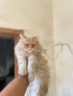 Persion Male Cat