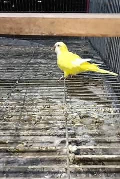 yellow monk female blue monk male with dna pair lutino monk mon parrot