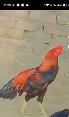 Lakha