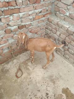 female  for sale a quality