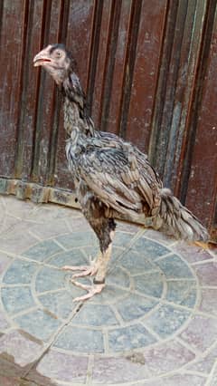 Aseel hen age 18 month top quality madi for sale WhatsApp 03290865503