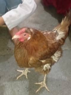 hens for sale