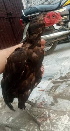 thai aseel top quality
