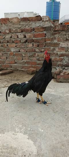 high quality musqa aseel home breed