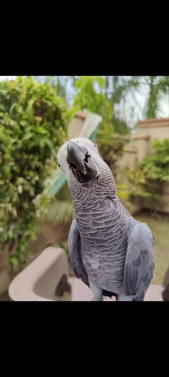 Talking and tamed grey parrot