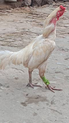 Aseel Heera for sale