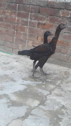 Aseel