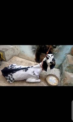 Bakri