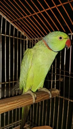 parrots