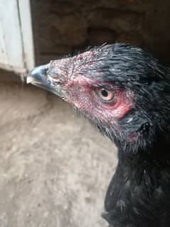 shamo cross pair for sale 03014080249