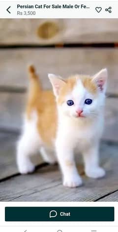 Persian cat for sale male female vaccine clear 0328/69/72/593/