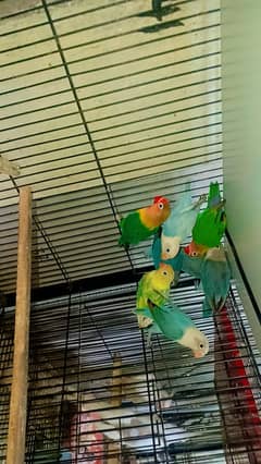 Love birds 8 pieces in 6k