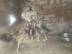 Aseel chicks