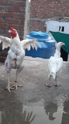 heera