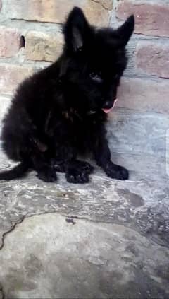 quality German Shepherd black female long code
