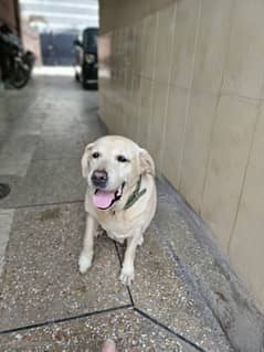 Dog for Adoption (ONLY FOR DOG LOVERS)