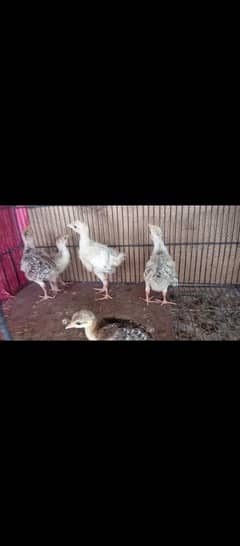 Turkey