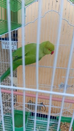 parrot