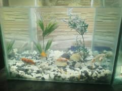 Goldfish single tail 3 pairs