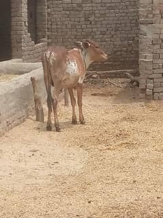 bachra