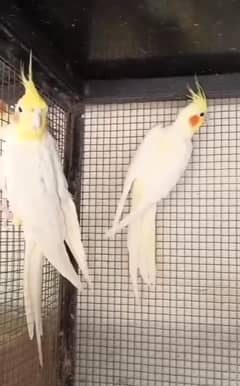 0327-0277654/cocktail/cage/parrot/love bird/Australian/hen/breeder pai