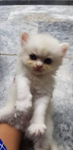 Persian
