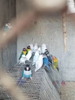 breeder pairs voilet blue sable