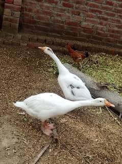 Pair of Duck for sell