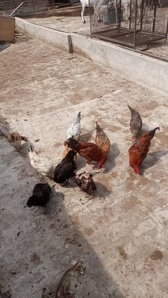 Desi egg laying hens for sale Whatsapp 03287018581