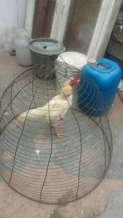 Heera