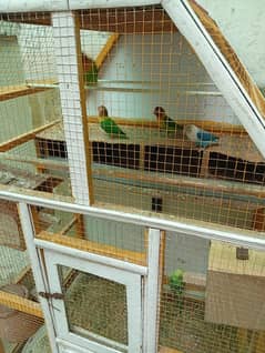 3 pair ha 2 love bird  or 1 Australian Seth pinjra be  sab Kuch 11k ma