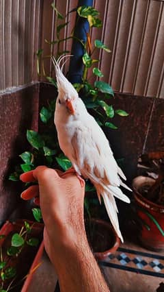 Cages and handtame Eno White cockatiel