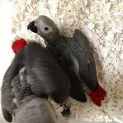 African grey parrot chicks for sale= 343=0822=838/