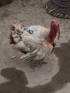 pairo