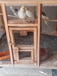 , cocktail ,