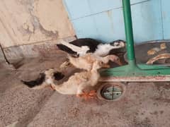 Duck with three kids for dale