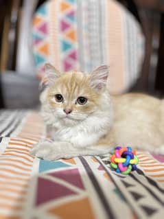 Red cotted cat