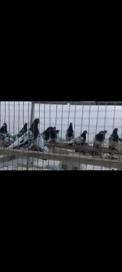 pigeon