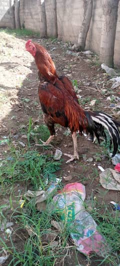 Sindhi murgha ha lany wally rabta krai 03429022041