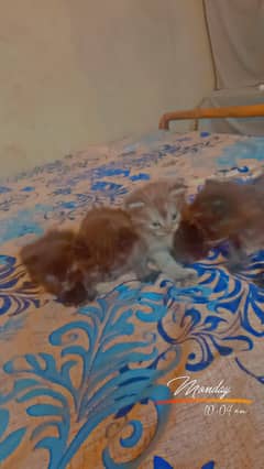 3reeple coted gray color black colour and blue eyes  avliable