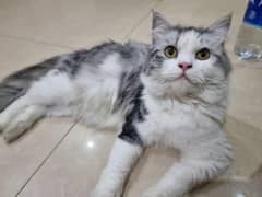 Persain Cat | Triple coated  | Yellow eyes