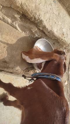 bakra abluck colr ma full active