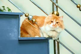 Friendly Male Cat "Dodo" – Healthy, Playful & Well-Trained