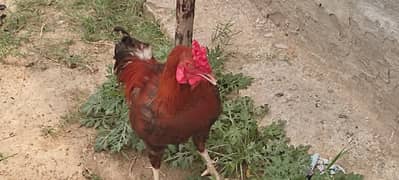 hen