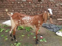 goat 03366767932