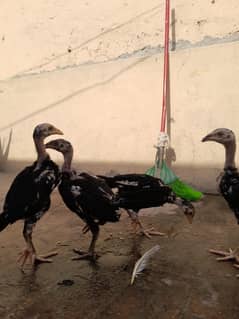 Mianwali Aseel Chicks 7pcs