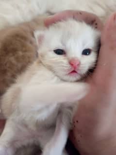 16 days Persian kittens or 2 years cat.