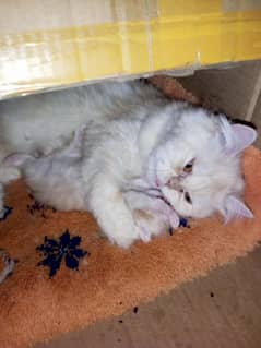 27 days Persian kittens or 2 years cat.